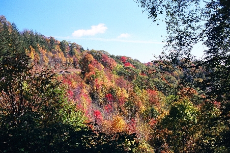 [Hillside with several very red-leafed trees.]