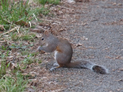 [Squirrel standing on paved trail eating.]