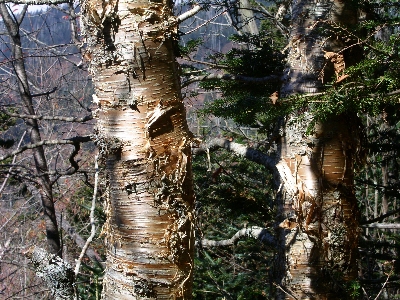 [Portion of tree trunks of with silver-gold bark coming off the tree.]