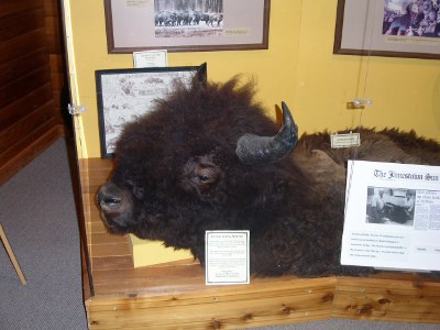 [A mounted head of a buffalo still attached to the hide used as a rug.]