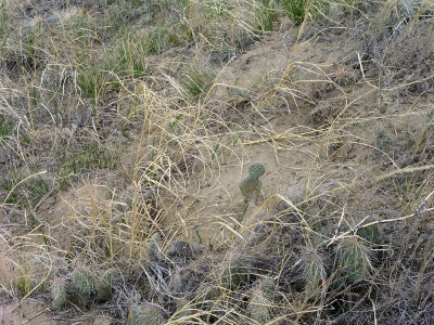 [Cacti along the Ridgeline trail.]