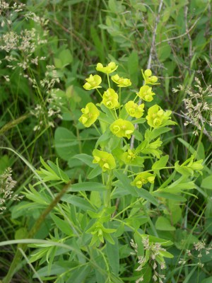 [Plant with what appears to be green blooms.]