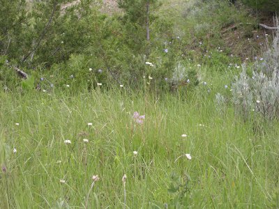 [Single white blooms scattered throughout tall grass.]