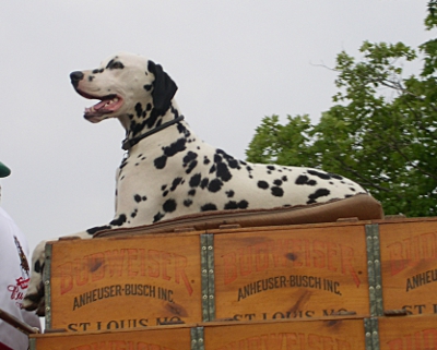 [Dalmation sitting atop boxed on cart being pulled by Clydesdales.]