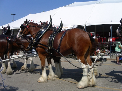 [Large brown horse with white forelocks, a braided mane with roses in it, a fancy harness across its back standing in front of the display tent.]