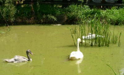 [Two white swans and a black swan in algae laden water.]