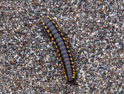 [The parking lot surface is an aggregate of a lot of tiny small stone so the background color is varied, but the caterpillar is still visible. It is a brown color in the center. Along its edges are a dark brown stripe on either side of the center and at the very edges are stripes of dashed bright yellow.]