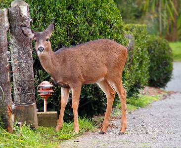 [Doe with black tipped ears staring at the camera. One ear faces the camera and the other is turned the opposite way. It stands beside a fence post feeder.]