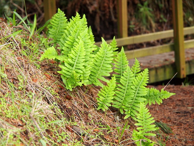 [Light green ferns stand completely upright and open as if they are fans stuck into the hillside.]