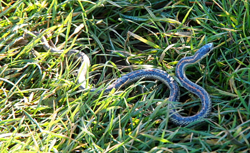 [Partially curved snake in the grass about 3 feet long with a red stripe running the length of its back between two black ones.]