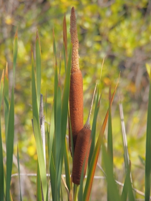 [Closeup of two cattails, one of which is extremely long.]