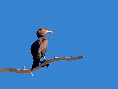 [Close-up of one medium-sized dark-grey bird with grey webbed feet and a bit of orange around its light-colored bill perched in a tree.]