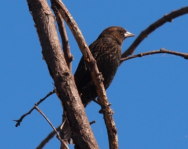 [All black bird with a grey beak and some grey in the tail feathers perched in a leafless tree.]