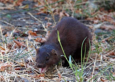 [Appears to be a pet ferret which is loose. In the photo it's on the ground with its mouth open.]