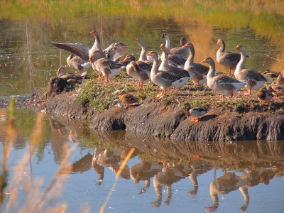 [Shallow island in the water on which approximately 16 geese stand. Their images are reflected in the water.]