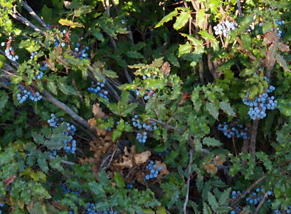 [A bush style plant with holly-like pointed leaves and bunches of what appear more like blue berries than grapes.]