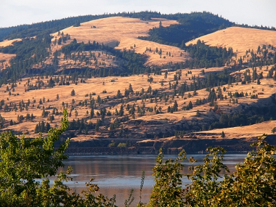 [River in foreground, wheat-colored mountain side with green trees scattered on it and some light colored sky visible at the top.]