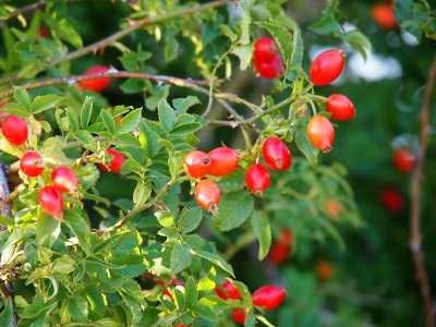 [Green rose leaves and lots of small reddish, oblong fruit. No rose blooms are visible.]