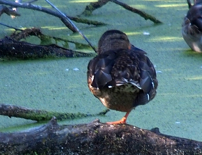 [A female mallard standing on one foot on a log with its head tucked in at a side view and that eye shut.]