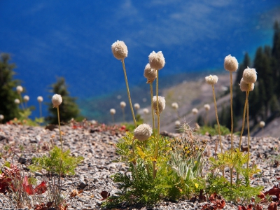 [Many plants with what appear to be cream-colored, whispy, full puffballs atop skinny stems. The 