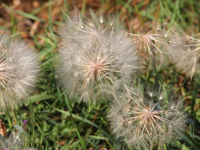 [Spherical flower remains that look ready to spread seeds once the wind blows.]