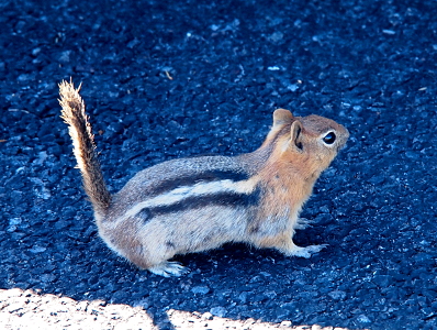 [Close-up side view of a squirrel whose neck area is an orange brown color. It has a white stripe down its back with a dark brown stripe on either side of the white and a rather think tail which is standing upright.]