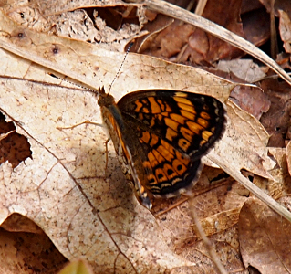 [Orange and black butterfly with striped antenna.]