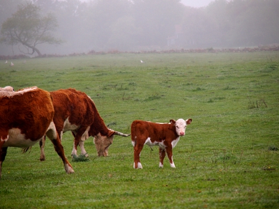 [Calf in a field looking at the camera while adults eat the greenery.]