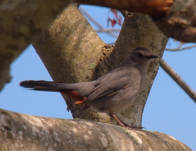 [Light grey bird.]