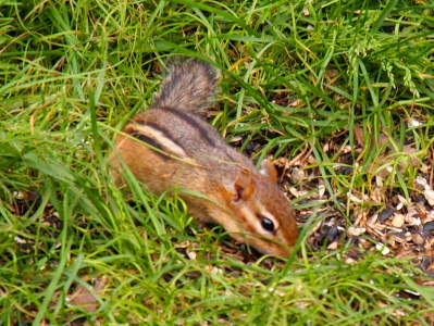 [The small brown creature with dark and light brown stripes down its back is in the grass with its head bent to the ground.]