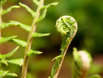 [The end of a fern closed into a spiral atop a branch. Looks like it will eventually unroll and spread apart.]