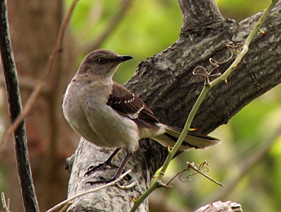 [Brown bird with a few white stripes in wings and a beige underside.]