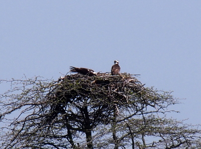 [Osprey nest at the top of a tree with two adults sitting atop it.]