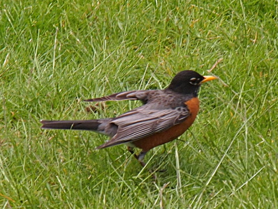 [A robin standing in the grass with its wings partially outstretched.]