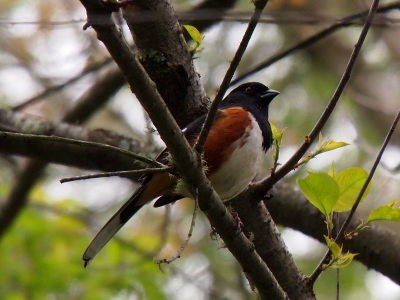 [Tri-colored bird with black head, beak, and back, rust-colored sides, and a white stomach.]