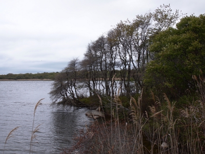 [A line of trees of lessening height sloping down to the water forming a triangular shape.]