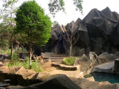 [Simulated rock habit with real trees. Bear is very small in the image as I took it for the habitat since it reminded me of the simulated rock climbing walls in a gym.]