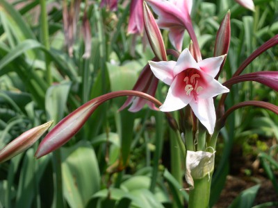 [Maroon and white lily.]