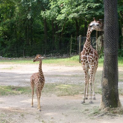 [Young giraffe and its mother.]