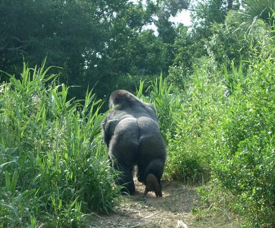 [Back side of a gorilla going through the very tall grass.]