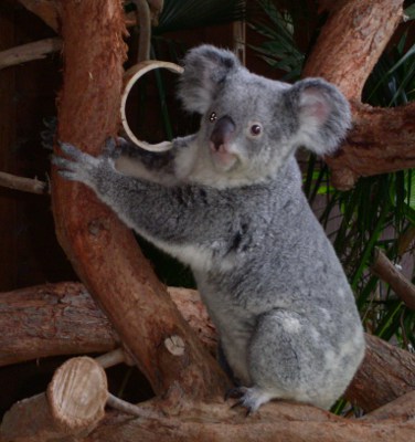 [Koala standing on a tree branch holding a thick offshoot branch.]