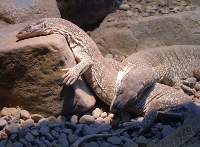 [Both lizards are light tan. One is resting its head on a rock while the rest of its body curves down the slant of the rock and then across the pebbles on the bottom of the acquarium. Its left arm is visible as it hugs the edge of the rock. A second lizard has its head across the body of the first lizard down where it is laying across the pebbles.]