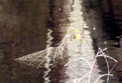 [A spider web as seen from a side angle suspended between two branches of vegetation growing out of the swamp.]