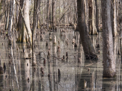 [Watery ground out of which rises numerous cypress knees as well as tree trunks.]