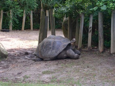 [A huge tortoise.]