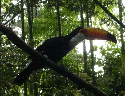 [A mostly black toucan with a colorful beak.]