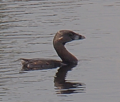 [Small bird swimming in the canal with its arched neck and head reflected in the water.]