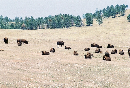 [About a dozen or so bison grazing on wheat-colored vegetation.]