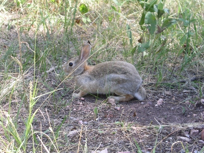 [Rabbit being very still before it dashed away.]