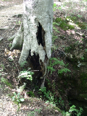 [Tree with part of trunk in mid air.]